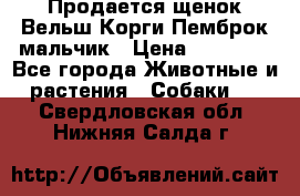 Продается щенок Вельш Корги Пемброк мальчик › Цена ­ 65 000 - Все города Животные и растения » Собаки   . Свердловская обл.,Нижняя Салда г.